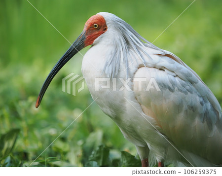 佐渡島朱鹮 106259375