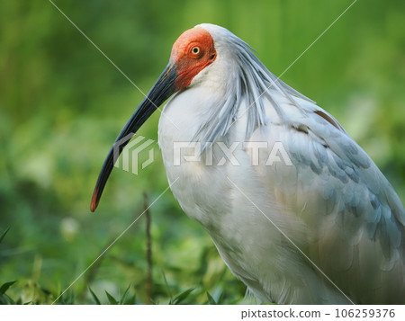 佐渡島朱鹮 106259376