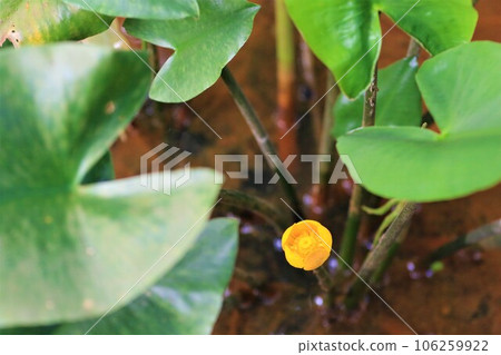 鳩山森林濕地中綻放的瀕危物種 Kouhone 小黃花的生態照片 鳩山森林濕地中綻放的瀕危物種 Kouhone 小黃花的生態照片 106259922