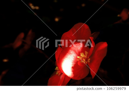 一朵紅玫瑰 106259979