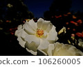 White Rose  106260005