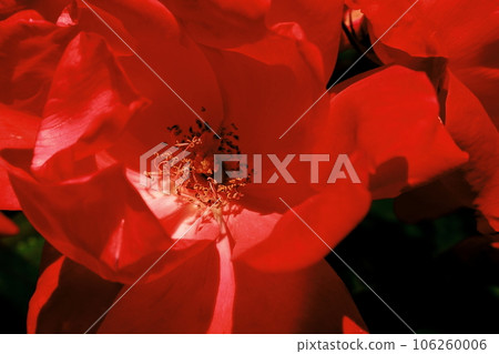 A red rose 106260006