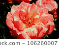 Rose of pink 106260007