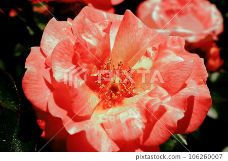 Rose of pink 106260007