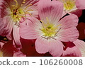 Pink flowers 106260008