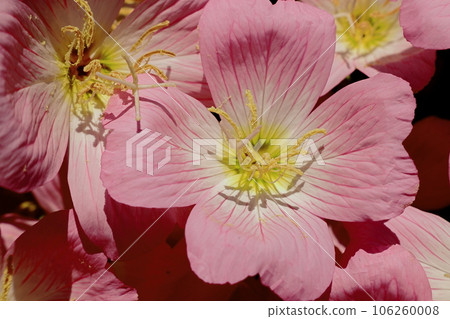 Pink flowers 106260008