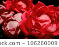 A red rose 106260009