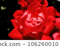 A red rose 106260010