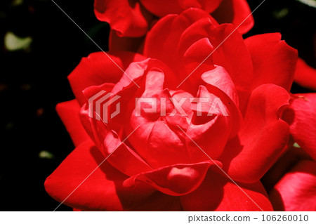 一朵紅玫瑰 一朵紅玫瑰 106260010