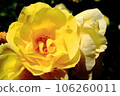 Yellow rose 106260011