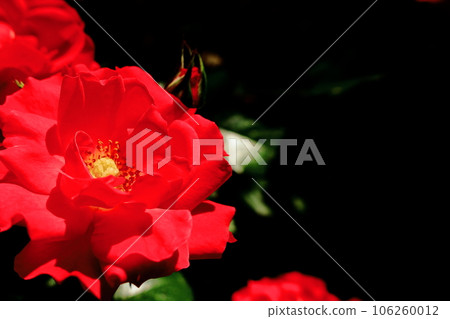 紅花	 106260012