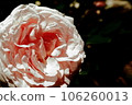 Rose shining 106260013