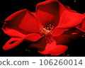 Red rose 106260014