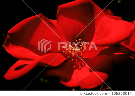 紅玫瑰 紅玫瑰 106260014