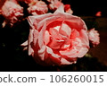 Rose of pink 106260015