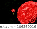 A red rose 106260016