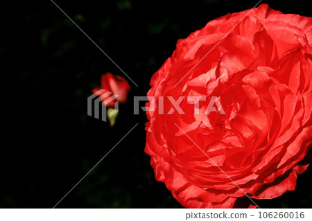 一朵紅玫瑰 一朵紅玫瑰 106260016