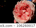 pink rose in the dark 106260017