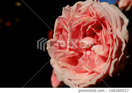 pink rose in the dark 106260017