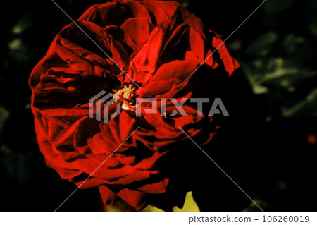 一朵紅玫瑰 一朵紅玫瑰 106260019