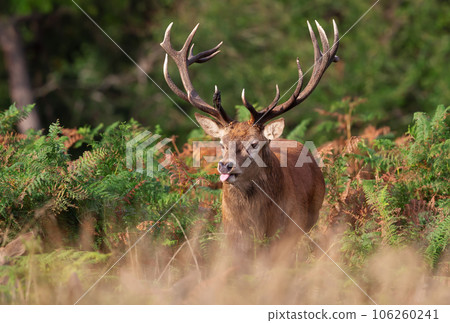 Portrait of a red deer stag in autumn, UK. 106260241