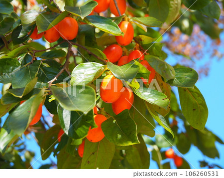 重柿果和藍天 重柿果和藍天 106260531