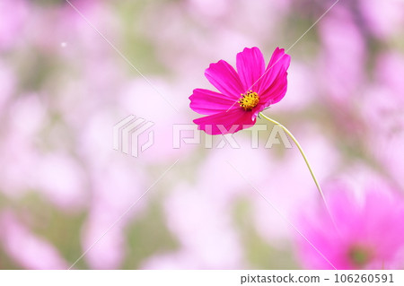 美麗的粉紅色波斯菊 106260591