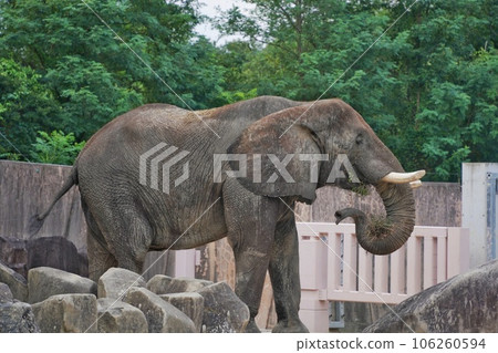 夜間野生動物園當天，廣島市阿薩動物園的薩凡納象鷹 106260594