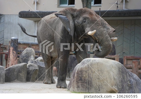 夜間野生動物園當天，廣島市阿薩動物園的薩凡納象鷹 106260595