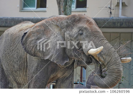 夜間野生動物園當天,廣島市阿薩動物園的薩凡納象鷹 夜間野生動物園當天,廣島市阿薩動物園的薩凡納象鷹 106260596