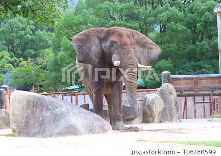 Savannah elephant hawk at Asa Zoological Park in Hiroshima City on the day of the night safari 106260599