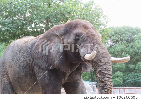 夜間野生動物園當天，廣島市阿薩動物園的薩凡納象鷹 106260603