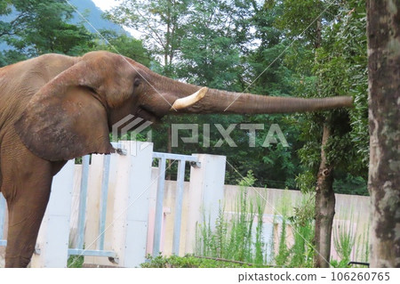 Savannah elephant hawk at Asa Zoological Park in Hiroshima City on the day of the night safari Savannah elephant hawk at Asa Zoological Park in Hiroshima City on the day of the night safari 106260765