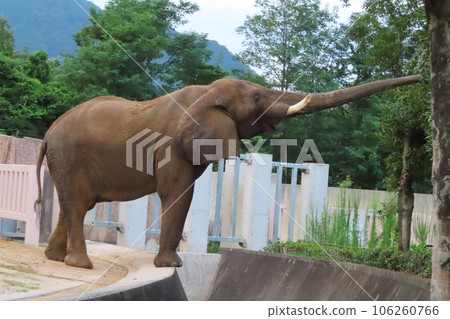 Savannah elephant hawk at Asa Zoological Park in Hiroshima City on the day of the night safari Savannah elephant hawk at Asa Zoological Park in Hiroshima City on the day of the night safari 106260766