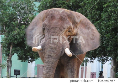 Savannah elephant hawk at Asa Zoological Park in Hiroshima City on the day of the night safari Savannah elephant hawk at Asa Zoological Park in Hiroshima City on the day of the night safari 106260767