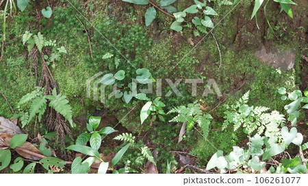 Casual natural scenery of Sannomiya Gorge, Kobayashi City, Miyazaki Prefecture Casual natural scenery of Sannomiya Gorge, Kobayashi City, Miyazaki Prefecture 106261077