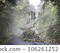 Fallen tree disaster due to heavy rain Fallen tree disaster due to heavy rain 106261252