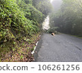 Fallen tree disaster due to heavy rain Fallen tree disaster due to heavy rain 106261256