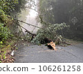 Fallen tree disaster due to heavy rain Fallen tree disaster due to heavy rain 106261258