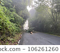 Fallen tree disaster due to heavy rain Fallen tree disaster due to heavy rain 106261260
