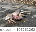 animal accident animal accident 106261262