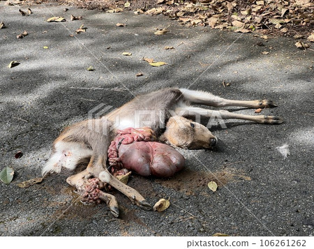 animal accident animal accident 106261262