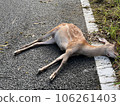 animal accident animal accident 106261403