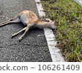 animal accident animal accident 106261409