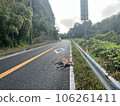 animal accident animal accident 106261411