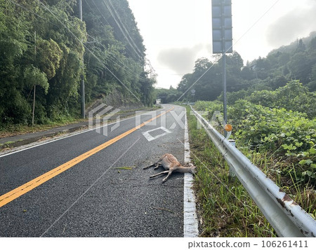 animal accident animal accident 106261411