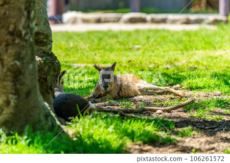 瑪拉冒險世界 瑪拉冒險世界 106261572