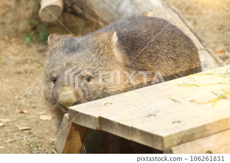 可愛的袋熊 106261831