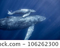 Parent and whale 106262300