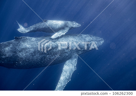 父母和鯨魚 父母和鯨魚 106262300